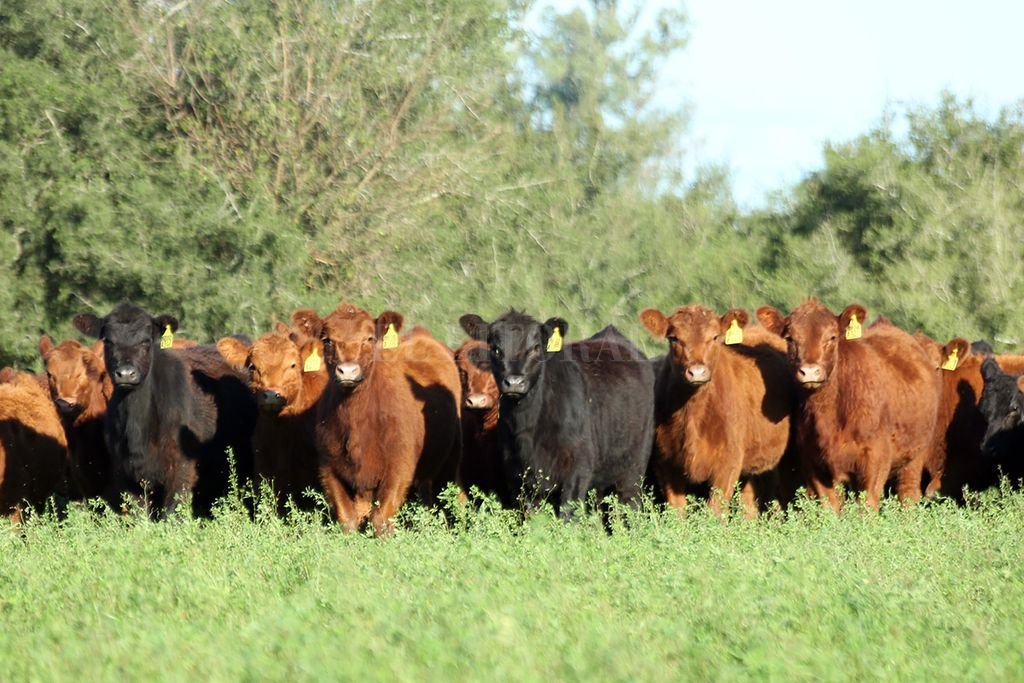 Angus Festeja A Os En Argentina Agroeventos