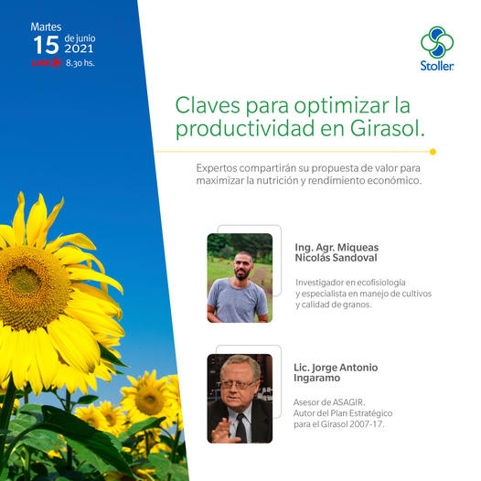 Girasol: claves para aumentar la productividad en el cultivo - Agroeventos