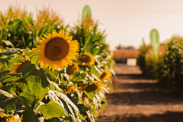 Encuentro Virtual: “La oportunidad del girasol” - Agroeventos