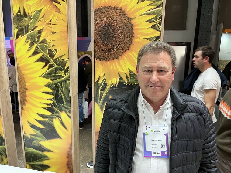 Nuseed crece junto con la revalorización del girasol - Agroeventos